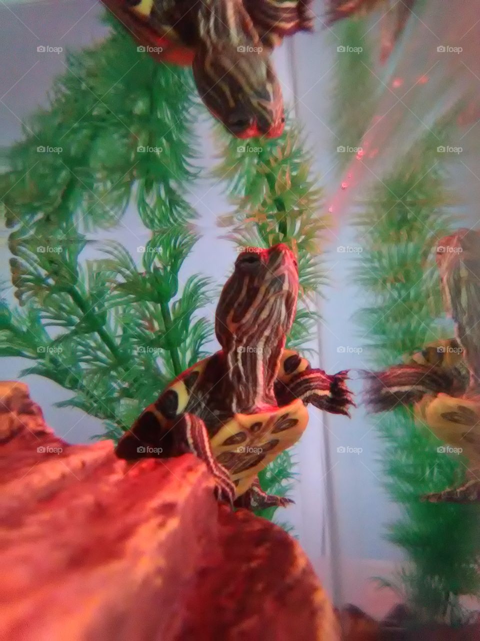 Red Ear Slider Turtle