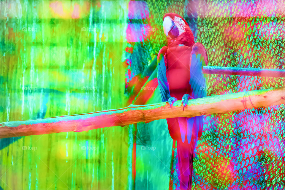 Red and Blue Macaw