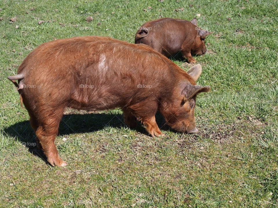 A large brown pig along with a smaller brown pig feed together in the grass in rural Central Oregon on a sunny spring day. 