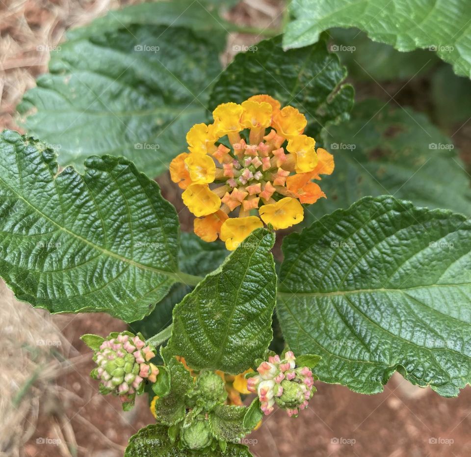 LANTANAS - 🌹 🇺🇸 Very beautiful flowers to brighten our day.  Live nature and its beauty. Did you like the delicate petals? / 🇧🇷 Flores muito bonitas para alegrar nosso dia. Viva a natureza e sua beleza. Gostaram das pétalas delicadas? 