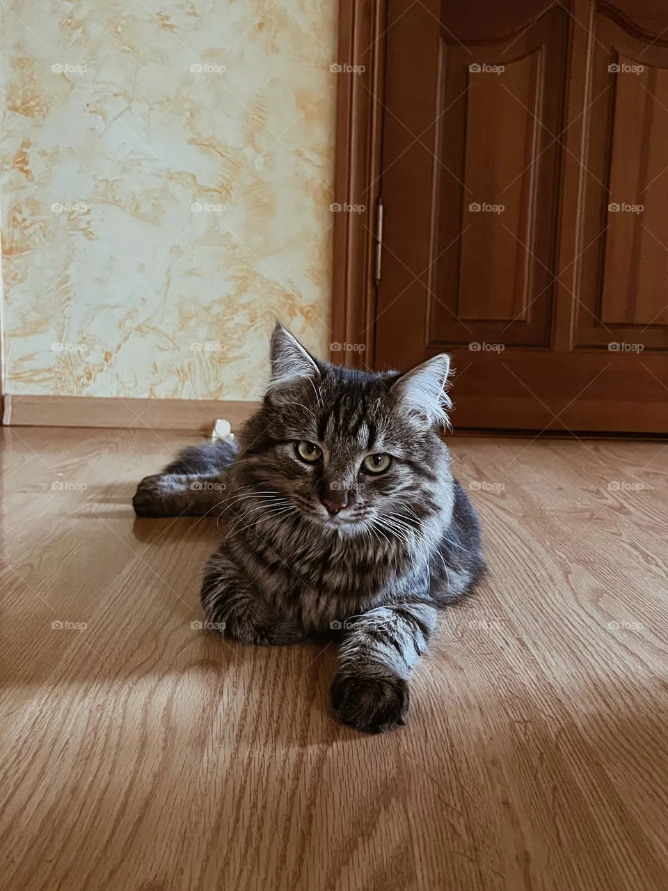 Beautiful cat