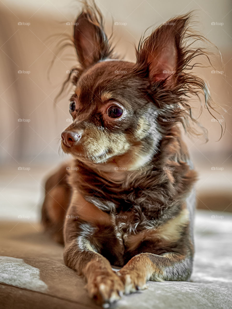 Small dog breed Russian Toy-Terrier chocolate brown color lies on the sofa on a light background.
