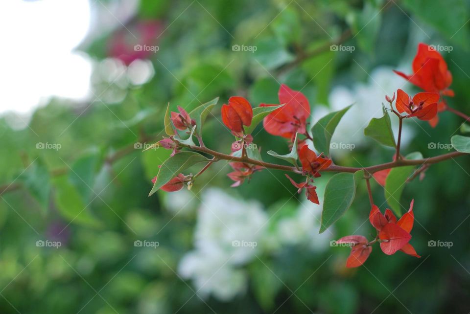 Flower Viewing