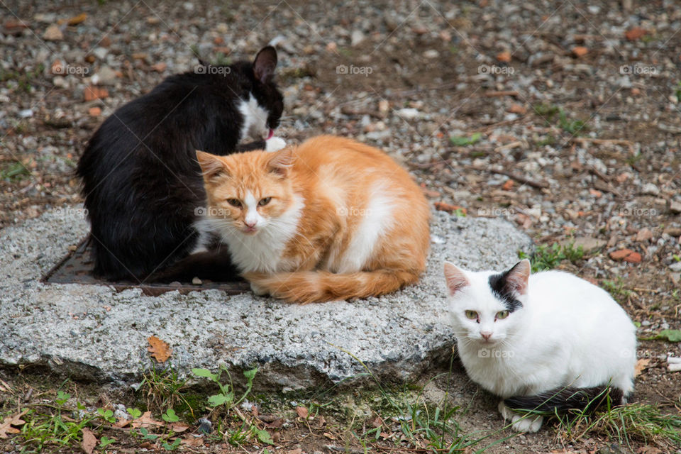 Close-up of a three cats resting