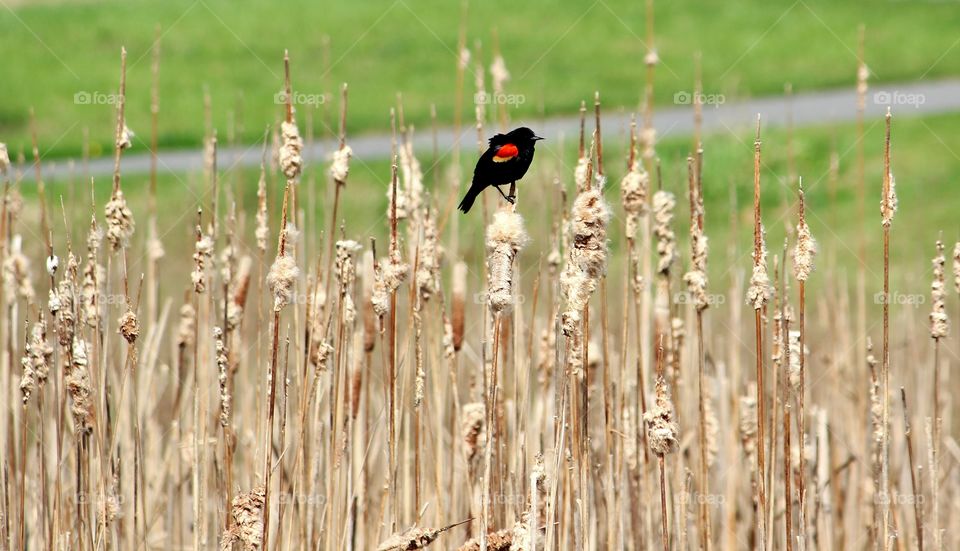 red wing black bird