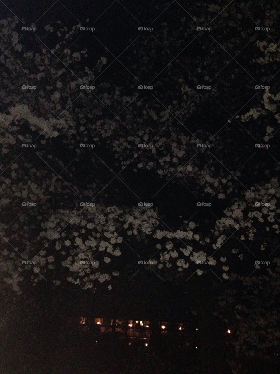 Sakura spring