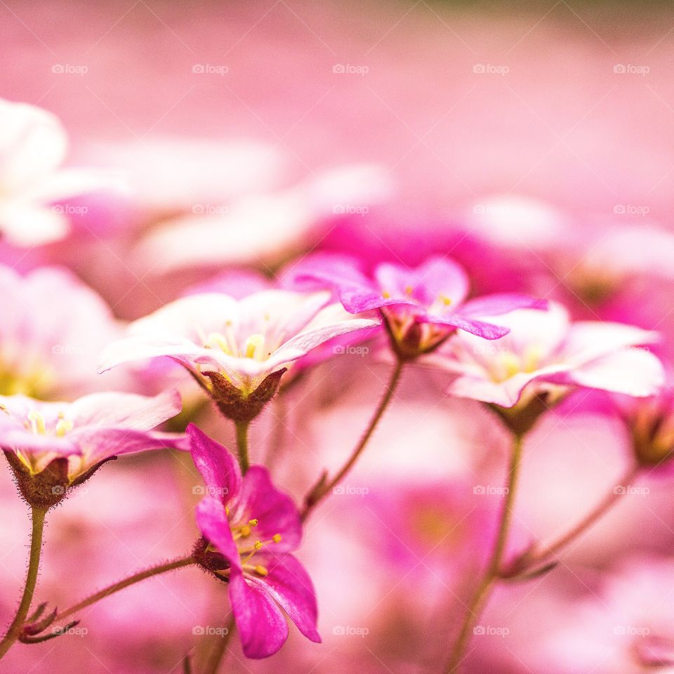 Pink geranium