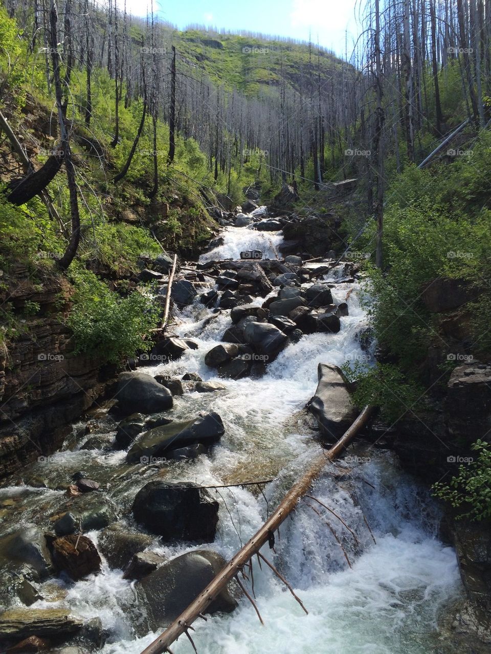 Waterfall Stream in Glacier National Park
