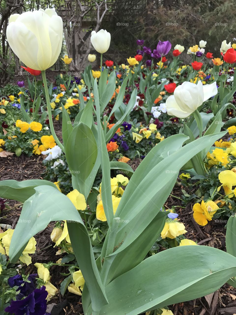 Tulips and pansies 