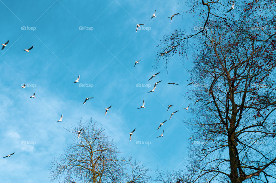 Seagulls flying on blue sky 