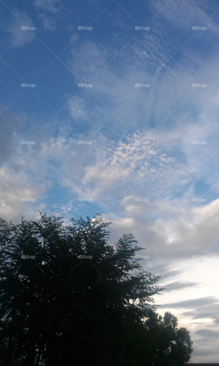 feathery clouds up in the sky how beautiful they look to my eye and also I see in front of me a  a beautiful green leafy tree , what a picture to be able to see I'm thankful to post it to you to see