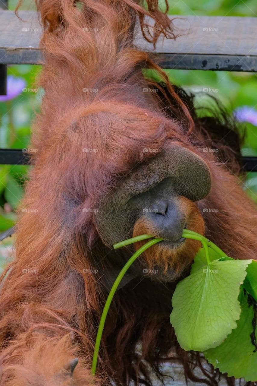 foap mission challenge