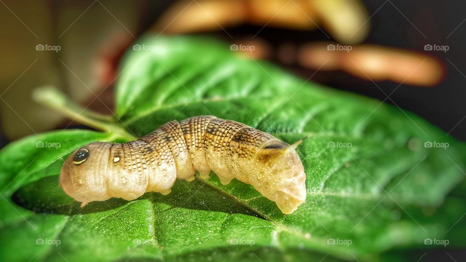 wild life is beautiful