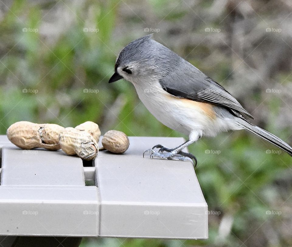 Tufted Titmouse looking at peanuts 