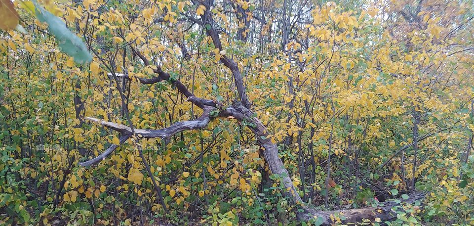 crooked tree in the Autumn Forest