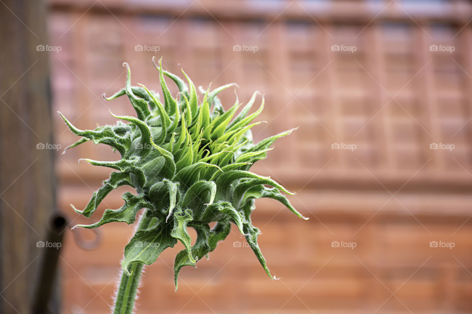 Sunflowers or Helianthus annuus waiting to bloom.