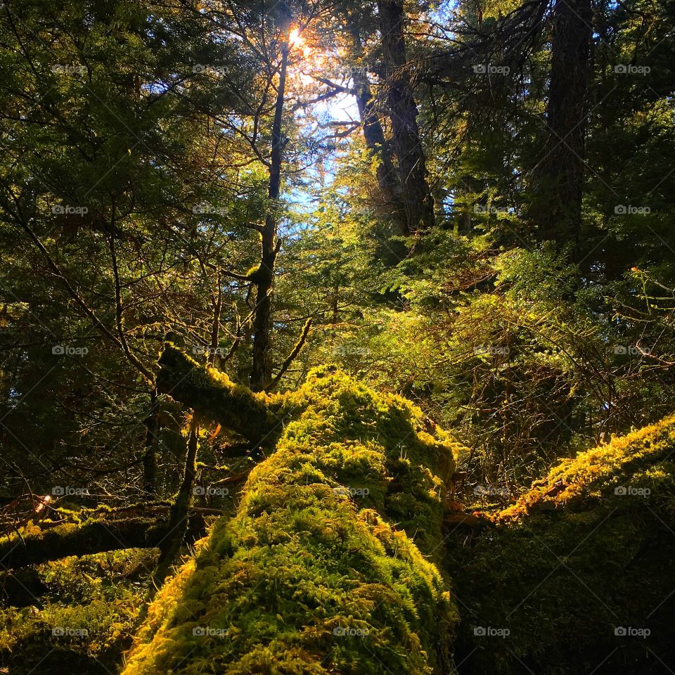 Picture in a forest near Girdwood, Alaska