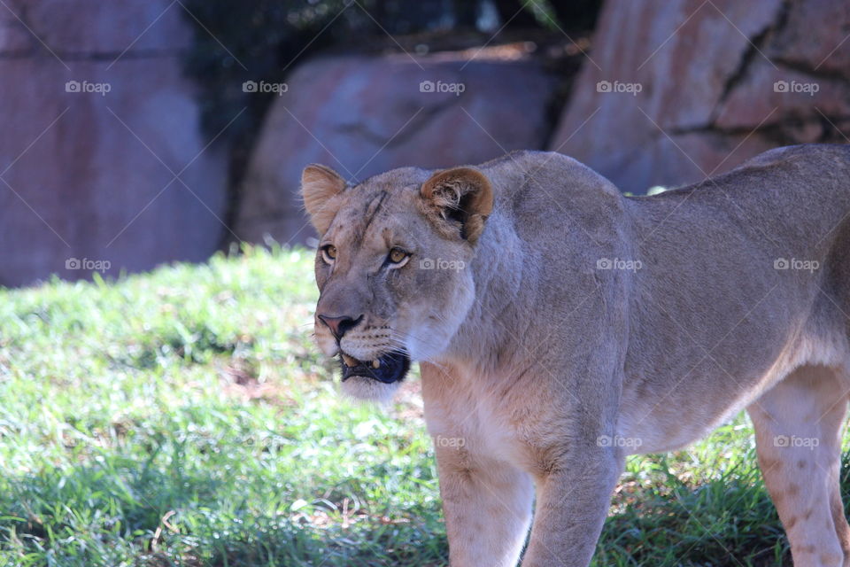 Lioness at San Diego Safari Park