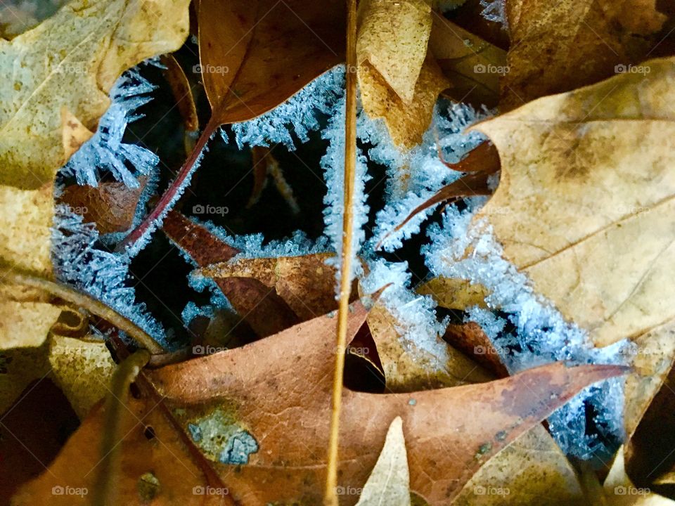 Frosty leaves