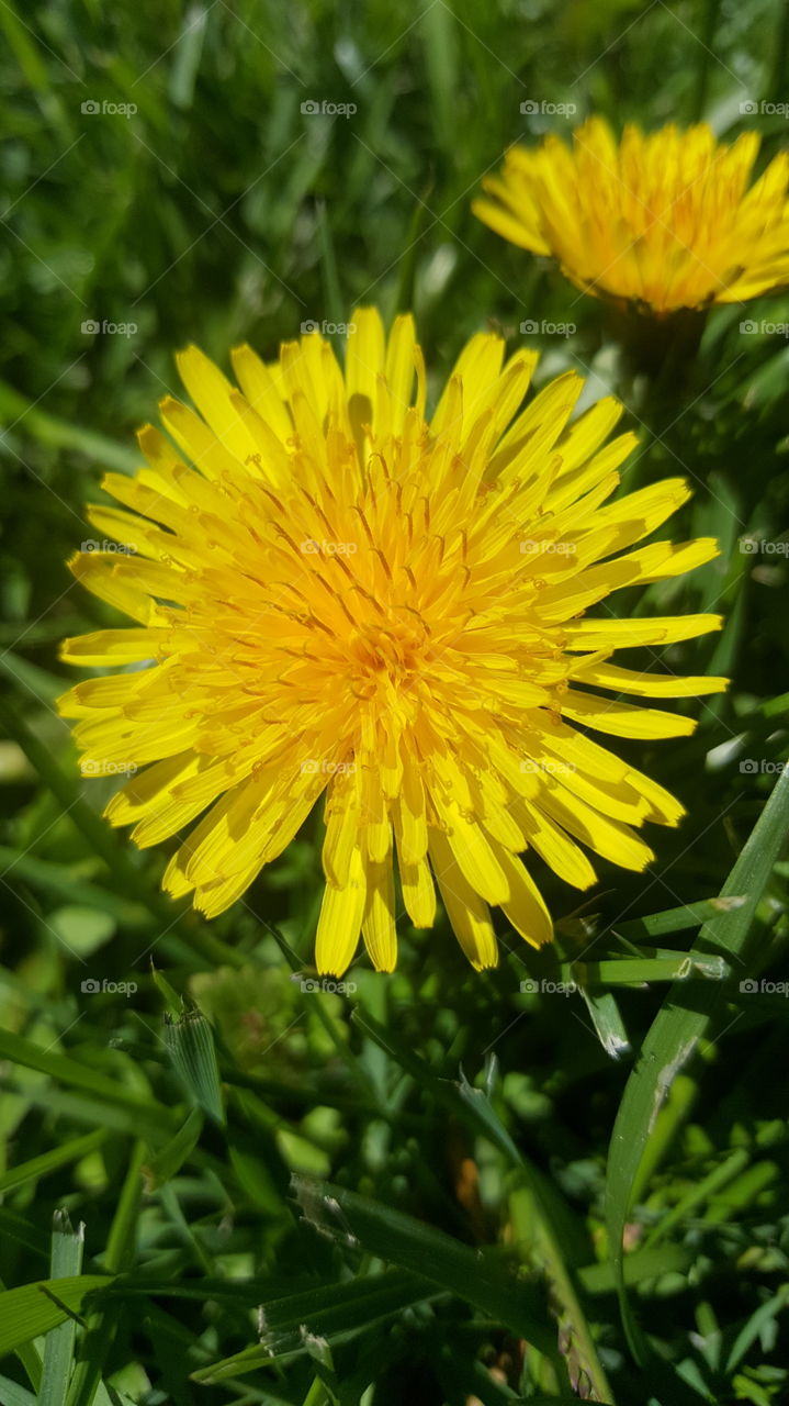 Close-up Yellow Dandelions