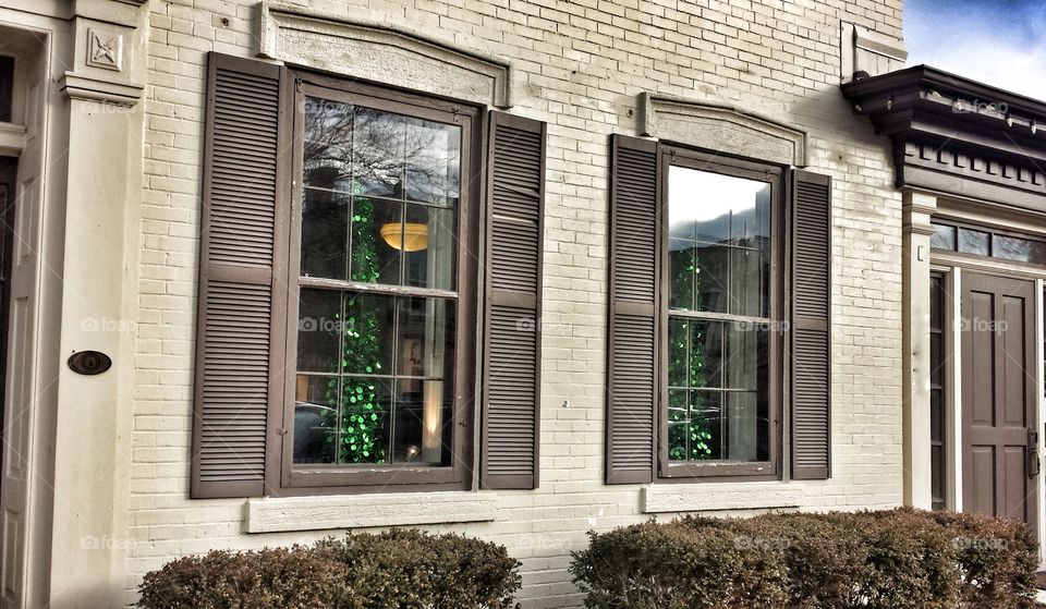 Holiday Trees in the Windows