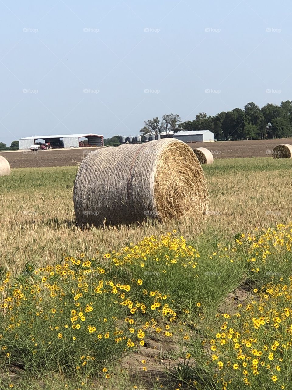 Hay bales and lovely yellow wild flowers and a hot summer day
