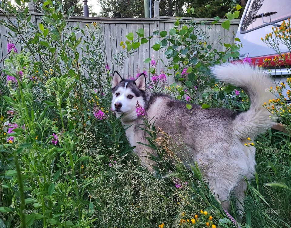 Huskies playing with the bumblebee in the flowers