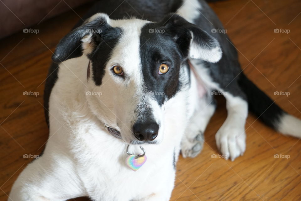 Border Collie