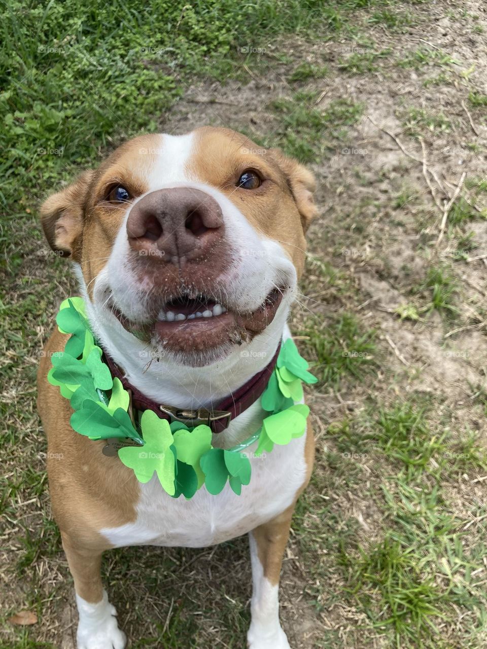 Beautiful pitbull with shamrocks