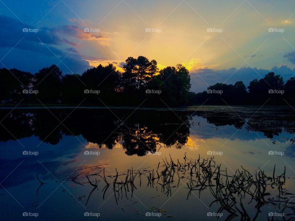 Pond life. Rays of light