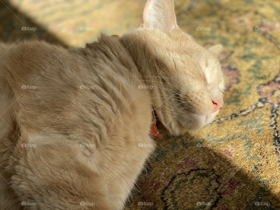  Beige tabby cat in sunbeam 