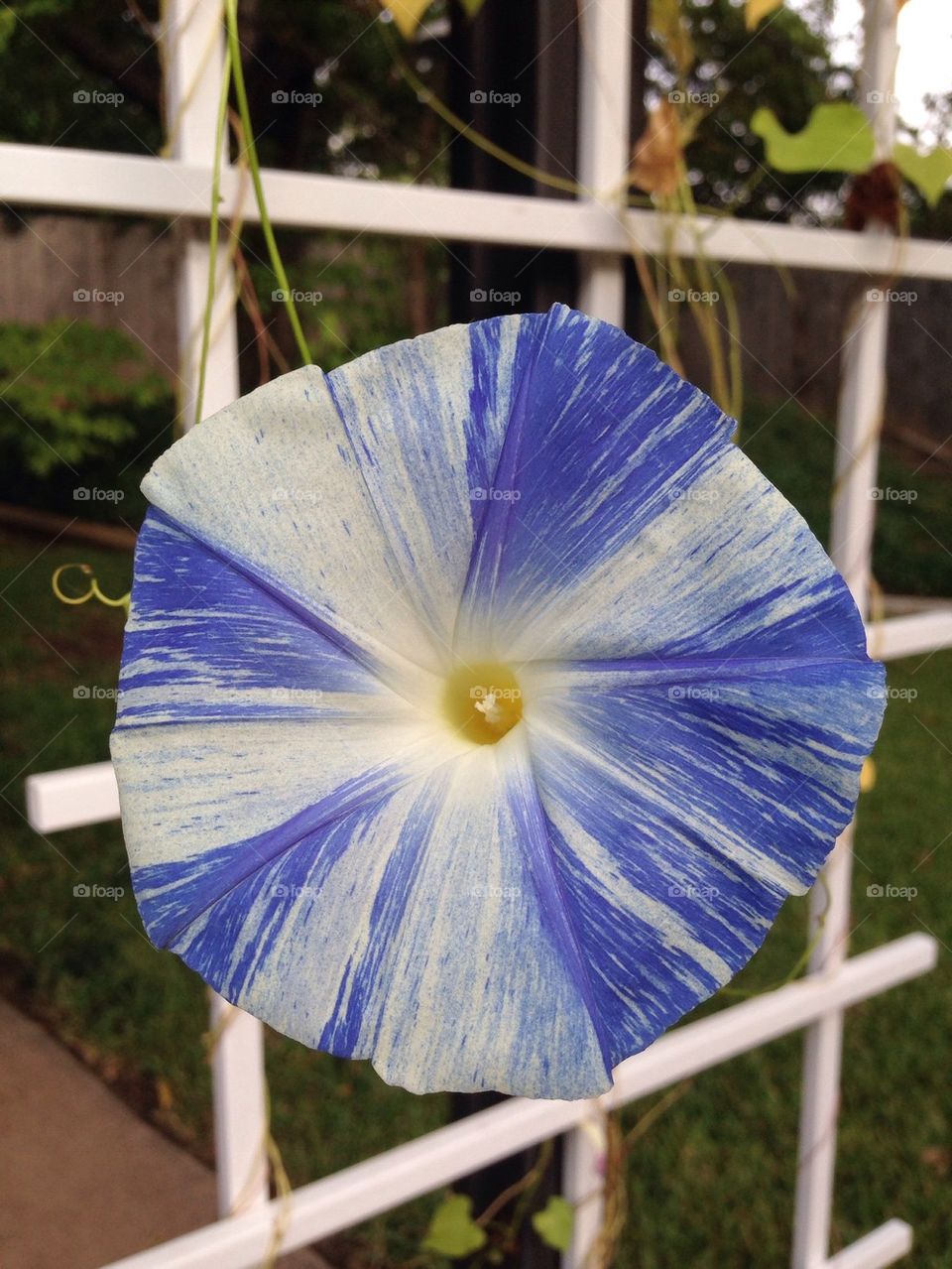 Blue Morning Glory