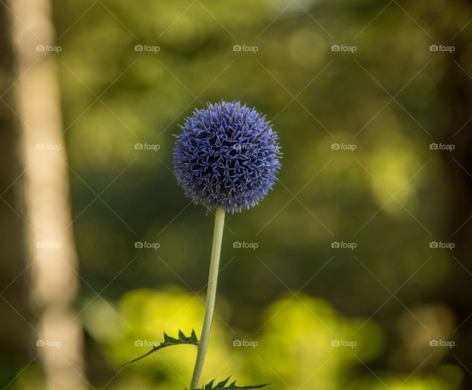 Globe flowers 