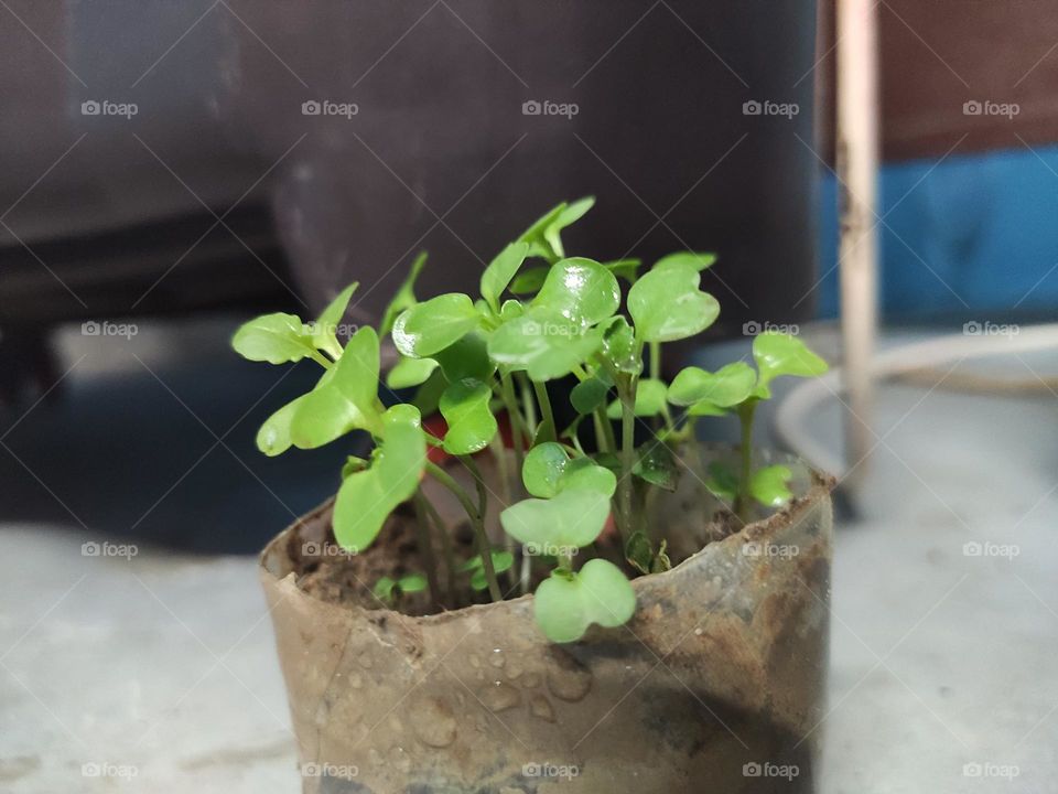 mini plant