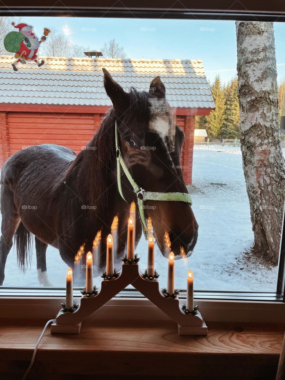 horse in the window in winter