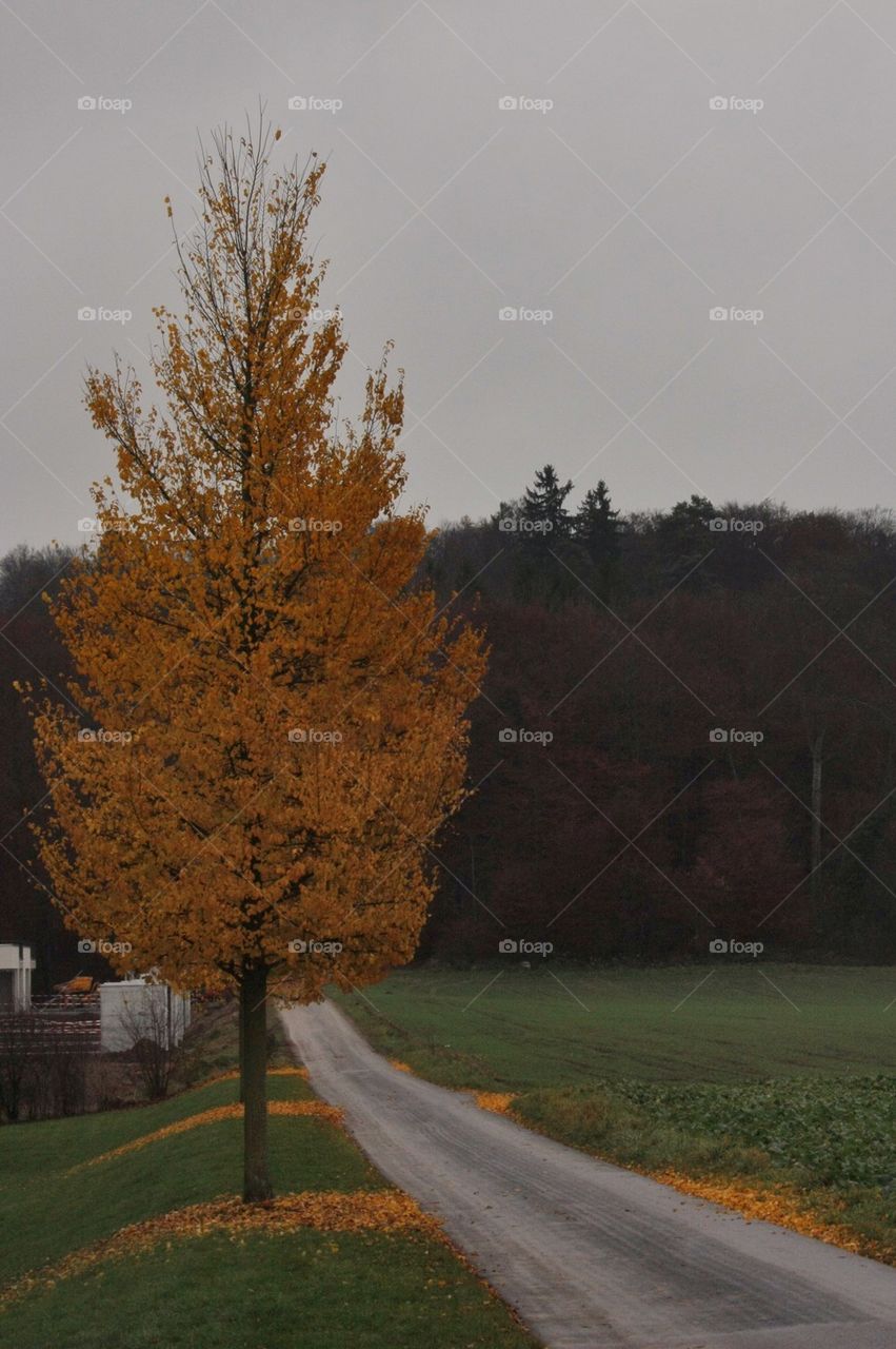 Yellow Autumn Leaves 