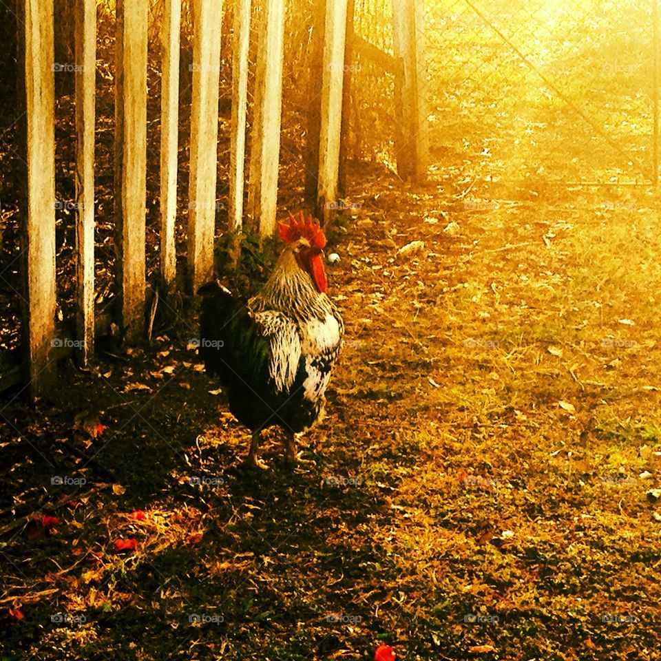 Afternoon Rooster