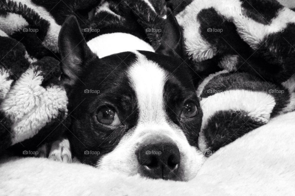 dog black and white boston terrier by iphoneninja