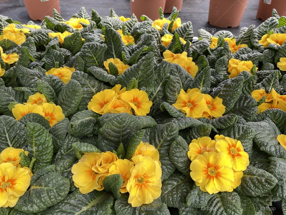 seedlings of primrose in pots