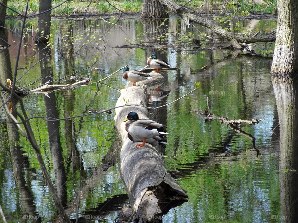 ducks for log