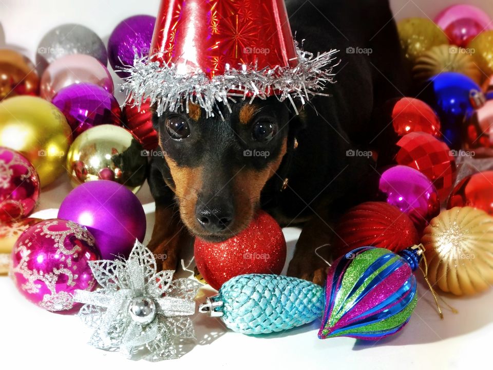 Christmas pinscher dog