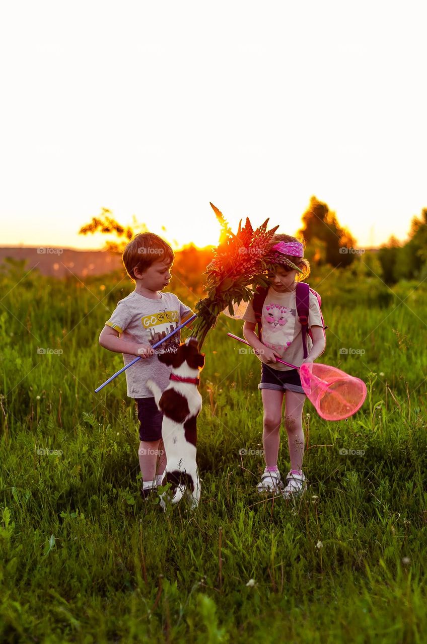 children walk the dog in the rays of sunset, pick flowers and catch butterflies with nets.