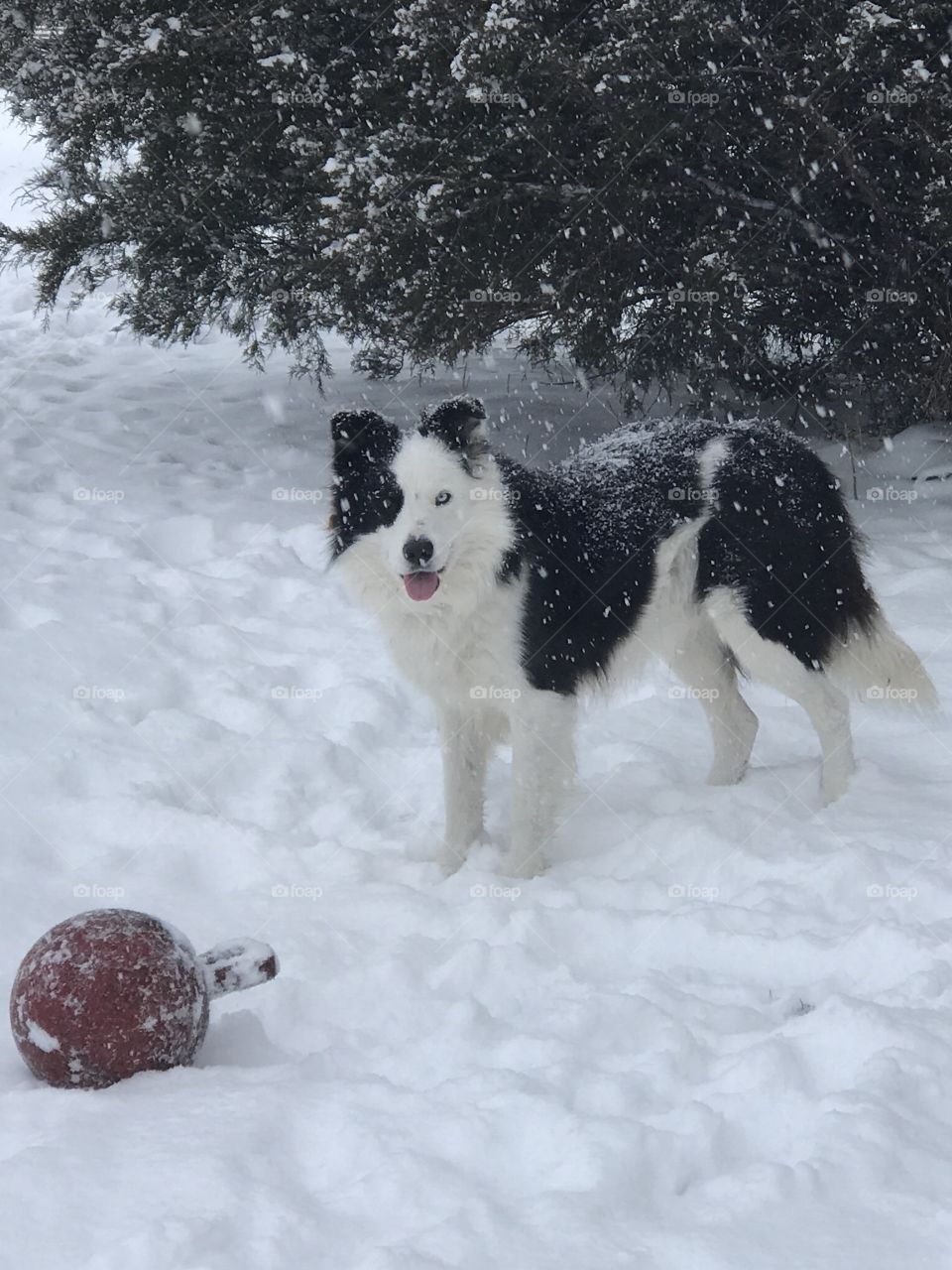 Border Collie in the snow 