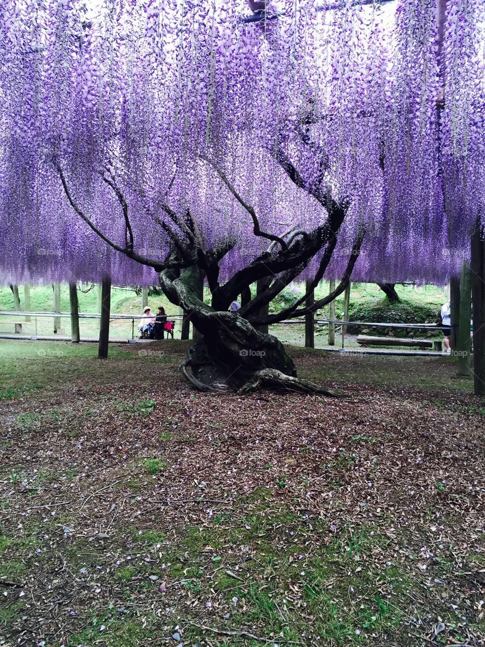 Wisteria 