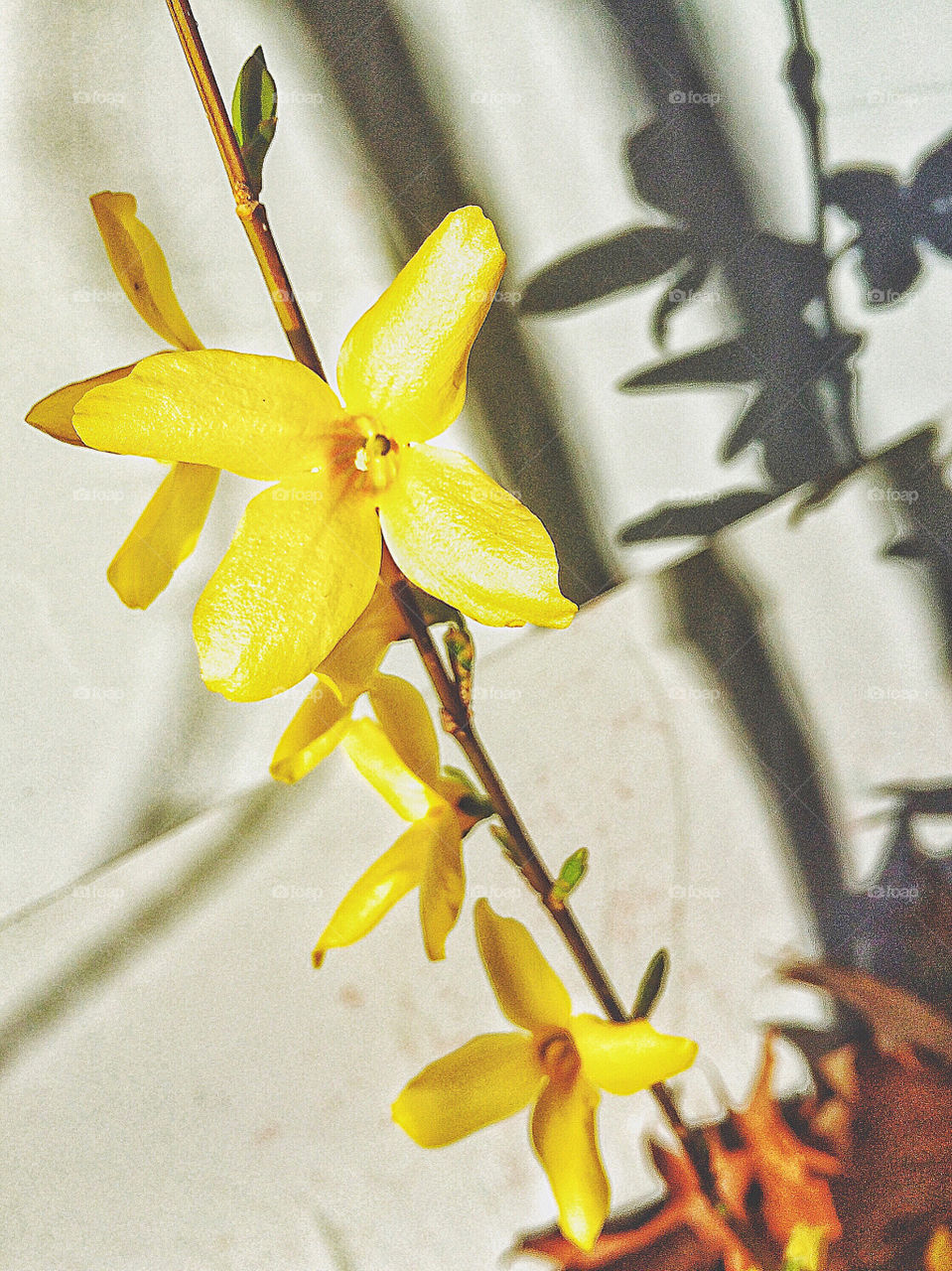 Forsythia 