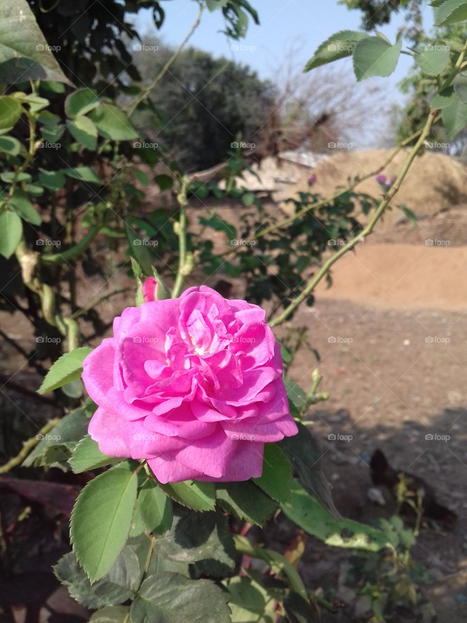 lovly rose