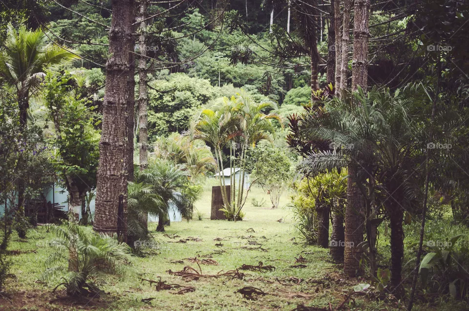 Path