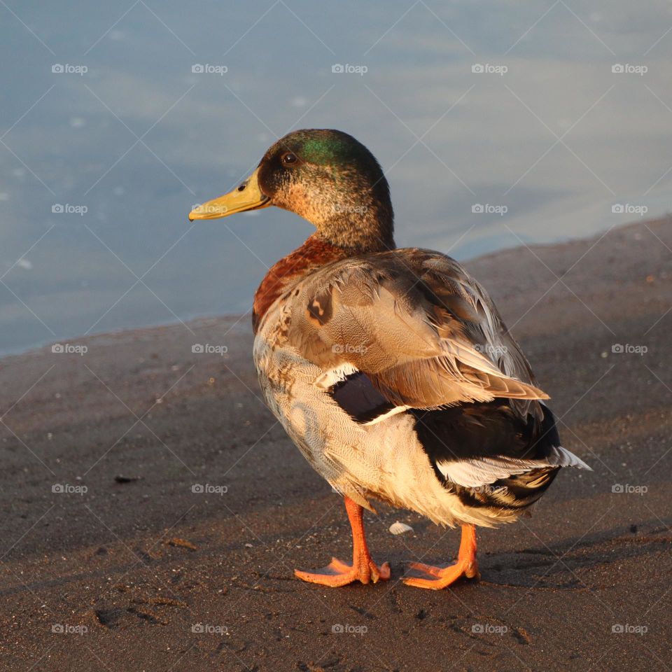 duck