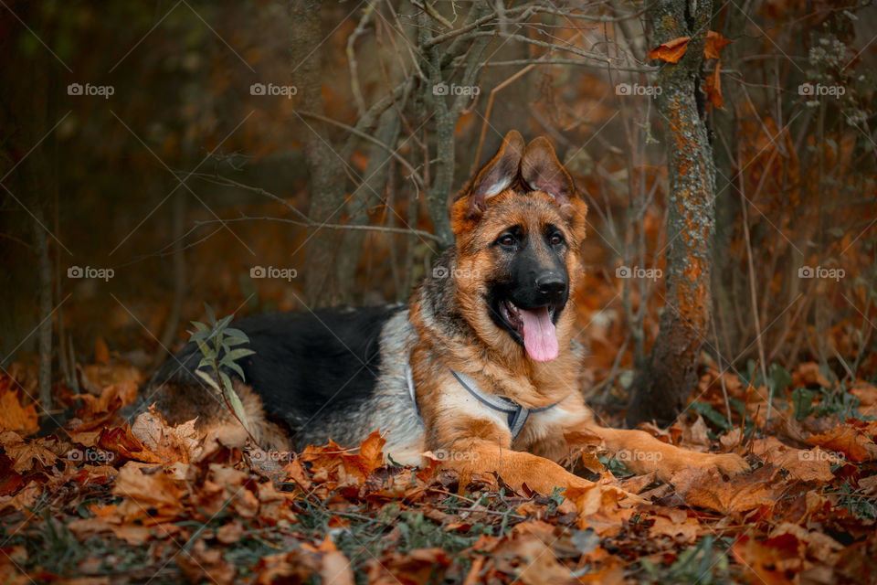 German Shepherd Puppy outdoor portrait