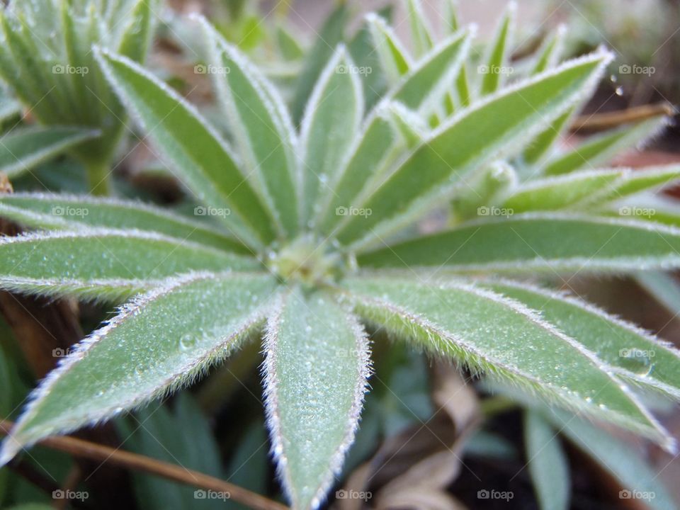 My pretty lupin leaves